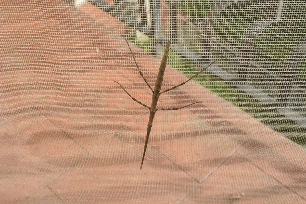 a stick insect climbing a mesh screen